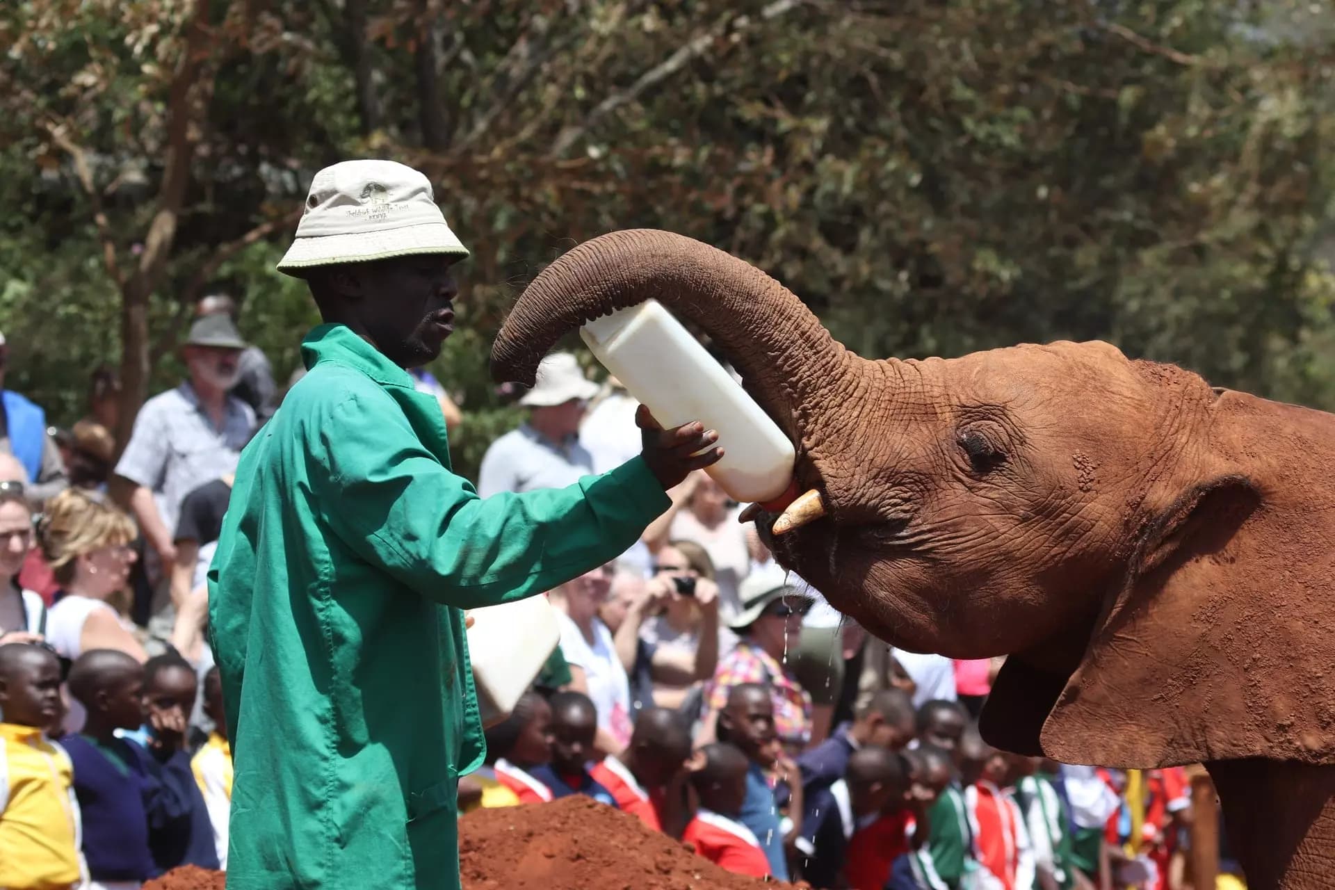 Homem dando água a elefante